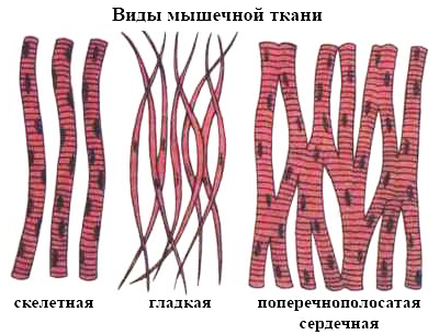 О воздействии массажа на мышечную систему